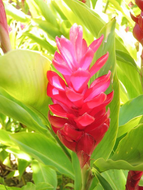 The West Inn Kauai Kekaha Eksteriør billede